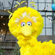 Big Bird